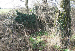 ruines de la métairie du petit vaurichard